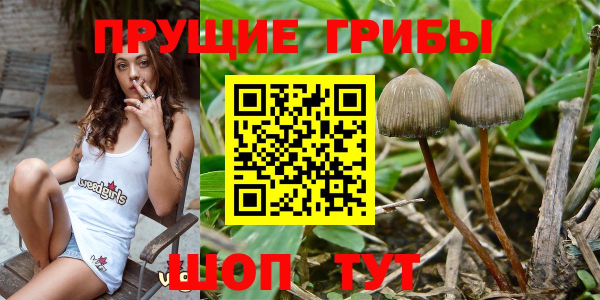 Галлюциногенные грибы GOLDEN TEACHER Новодвинск